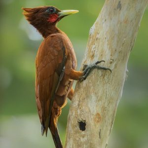 AMAZON´S BIRDS EXPLOREMOS PUTUMAYO