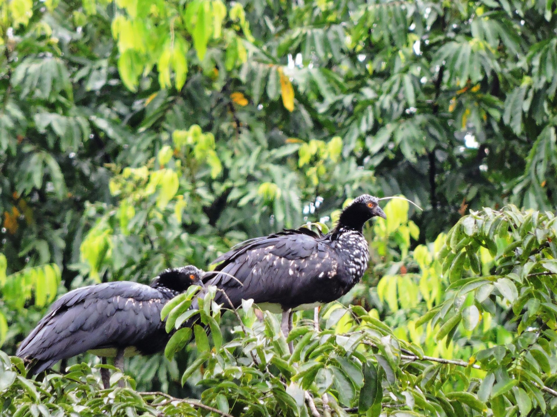 Aruco (Anhima cornuta)
