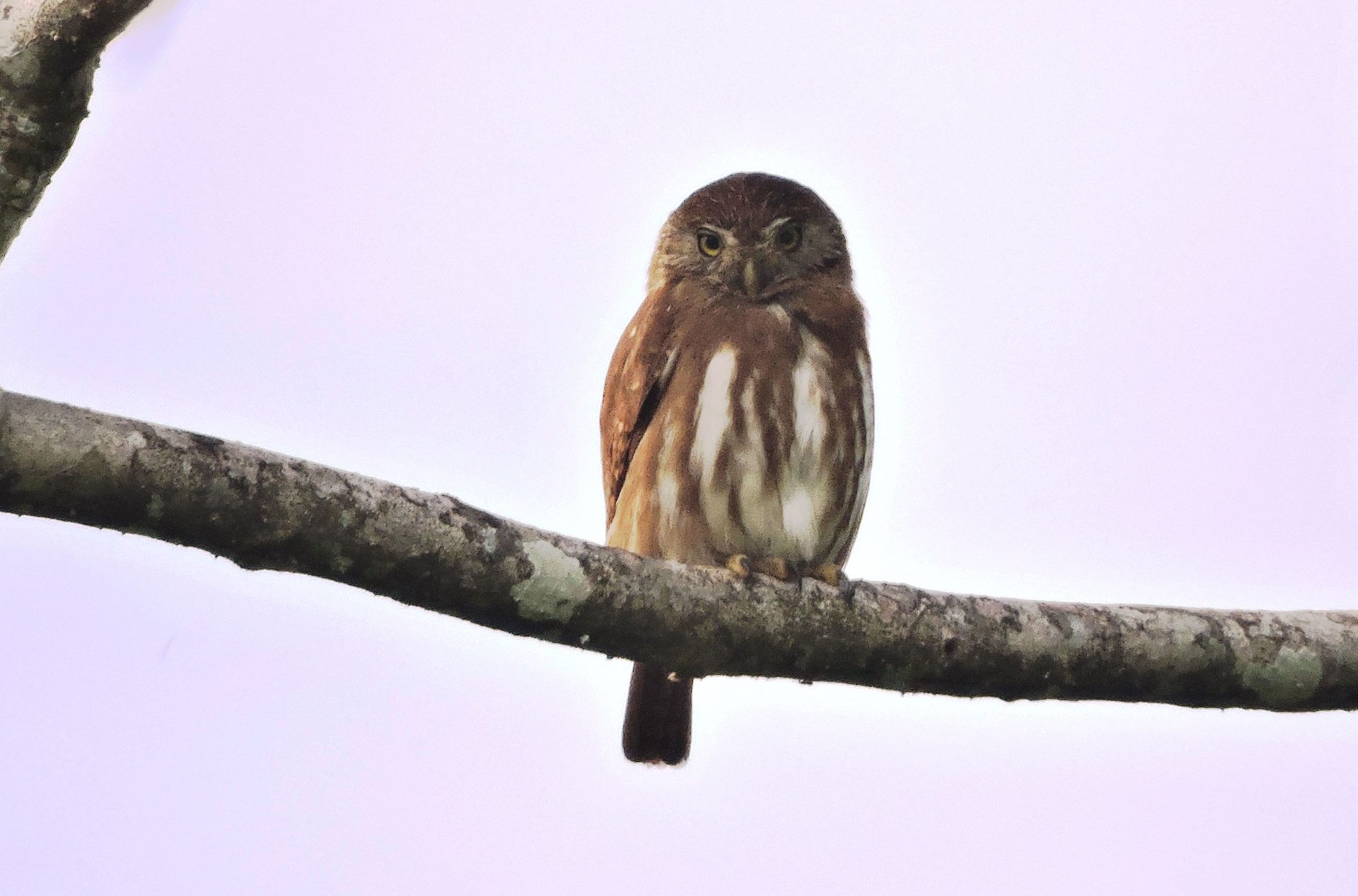 Buhito ferrugineo (Glaucidium brasilianum)