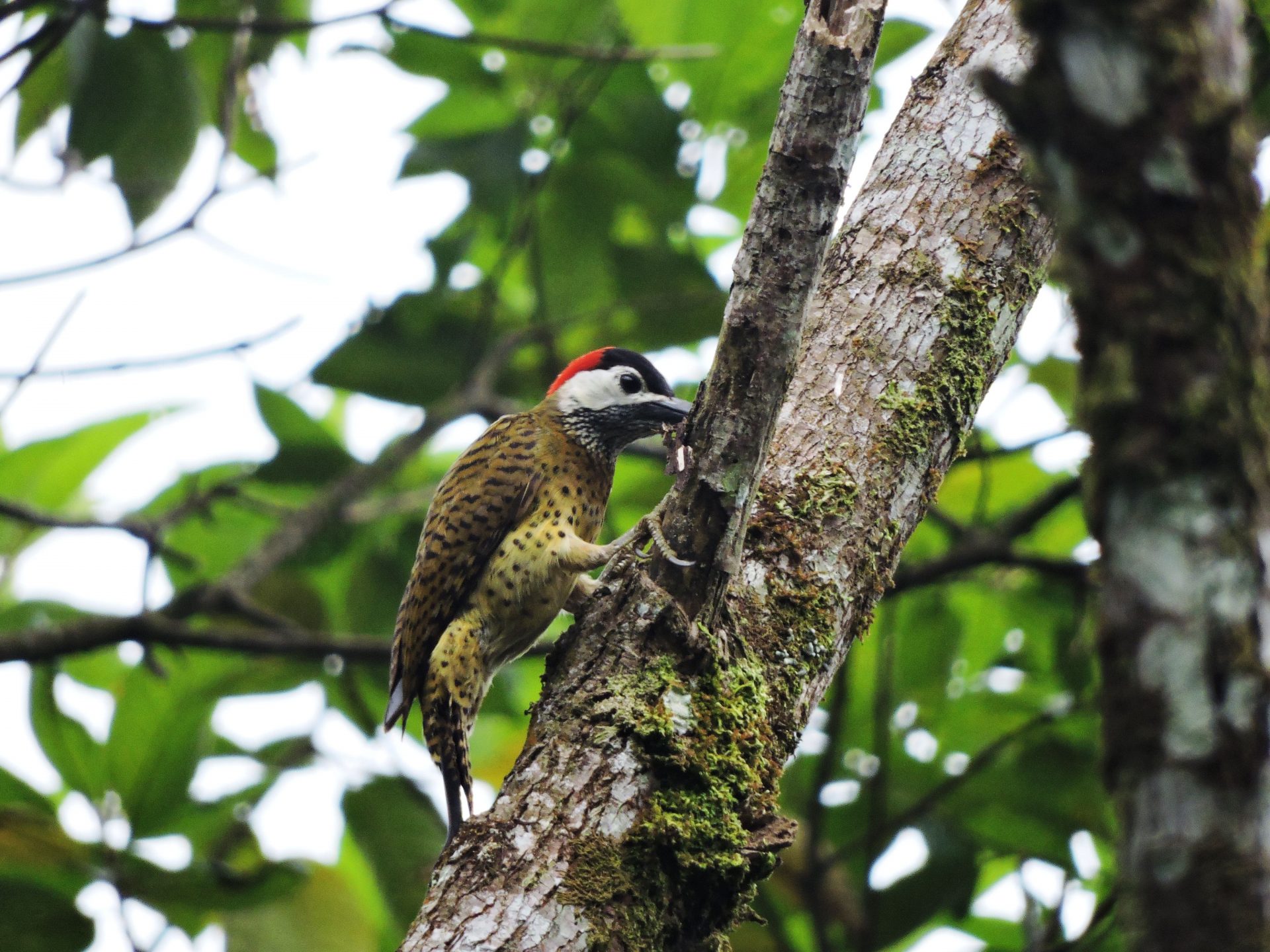 Carpintero pechipunteado (Colaptes punctigula)