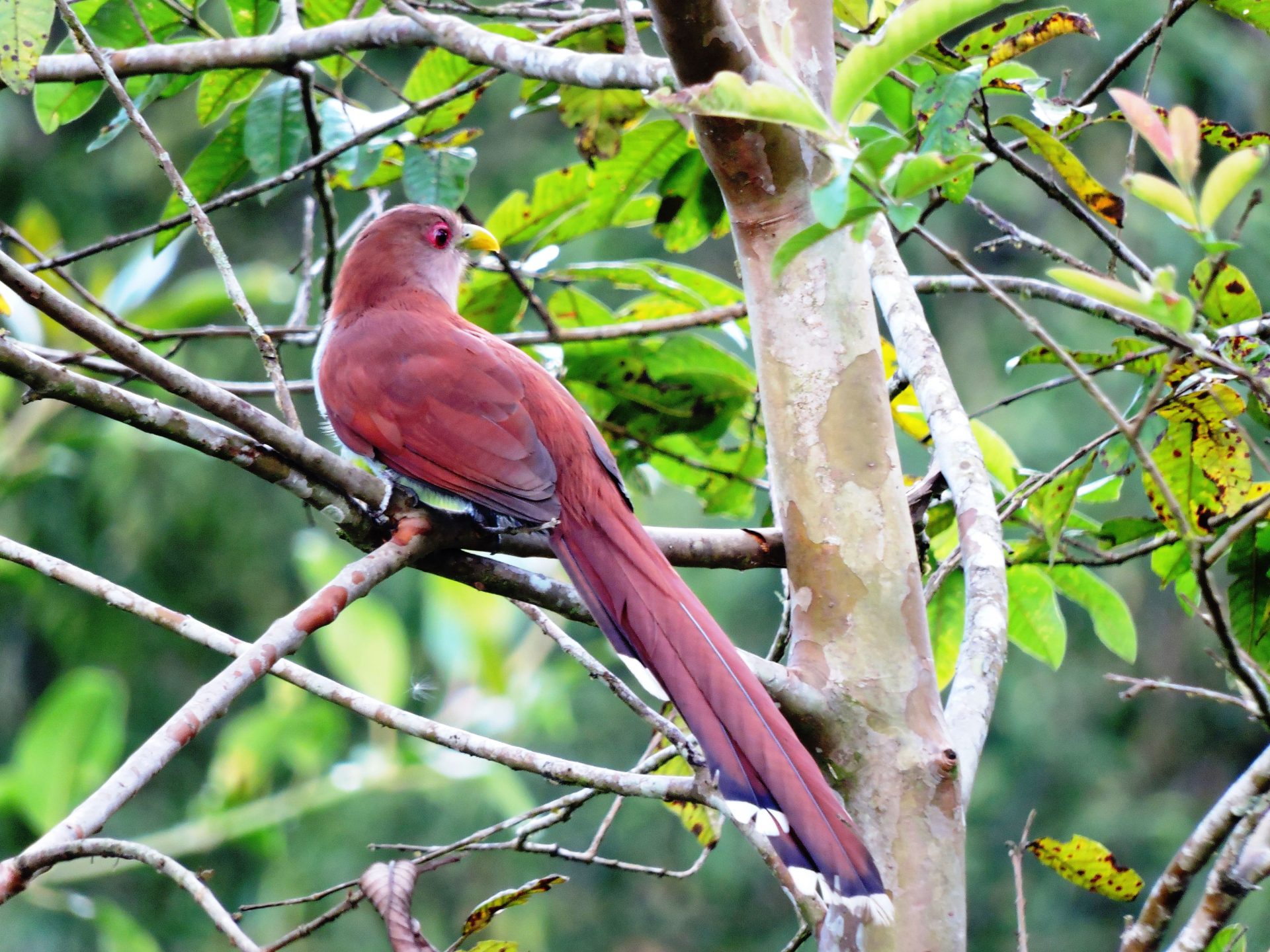 Cuco ardilla (Piaya cayana)