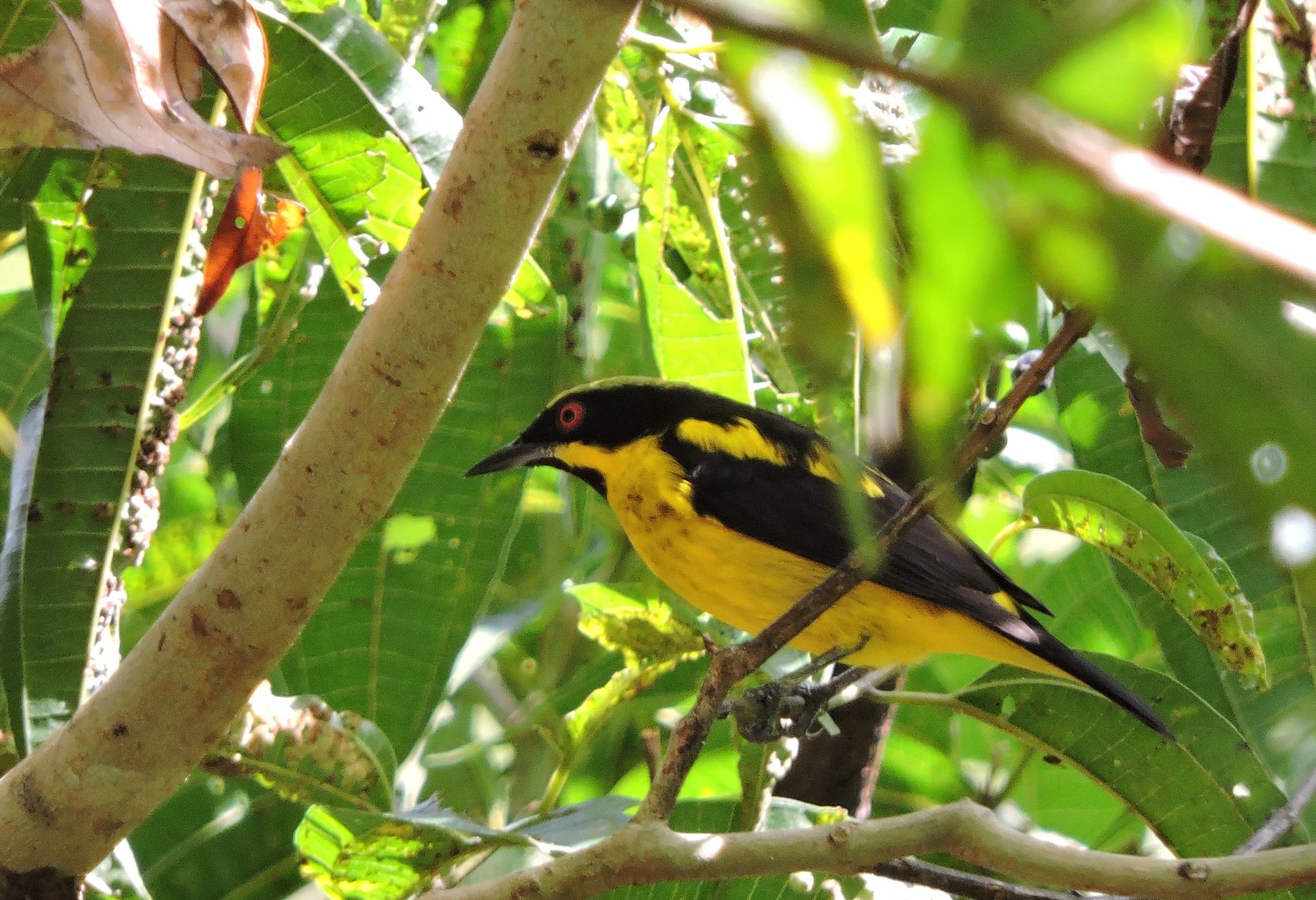 Dacnis pechiamarilla (Dacnis flaviventer) (2)