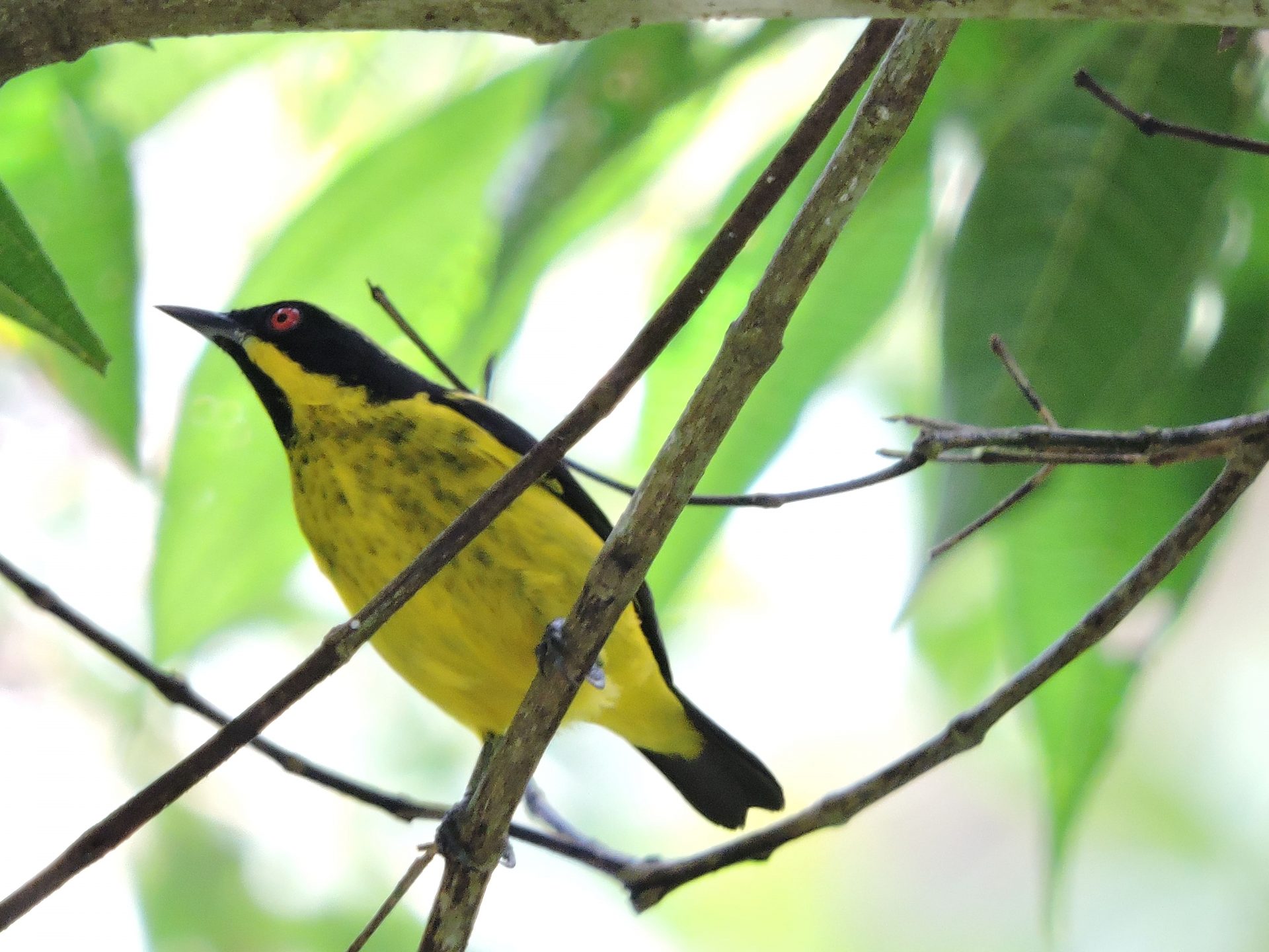 Dacnis pechiamarilla (Dacnis flaviventer) (3)