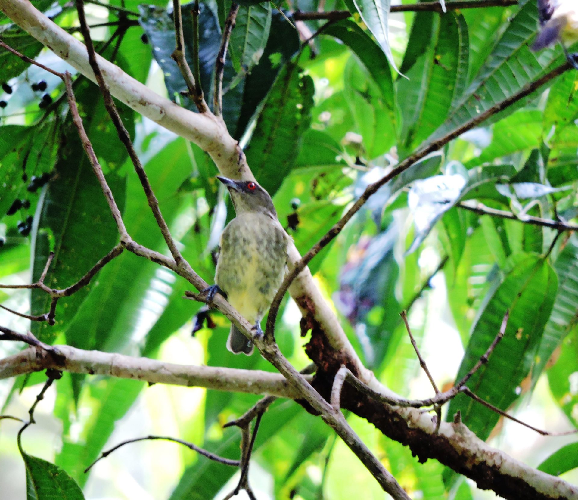 Dacnis pechiamarilla (Dacnis flaviventer) Hembra