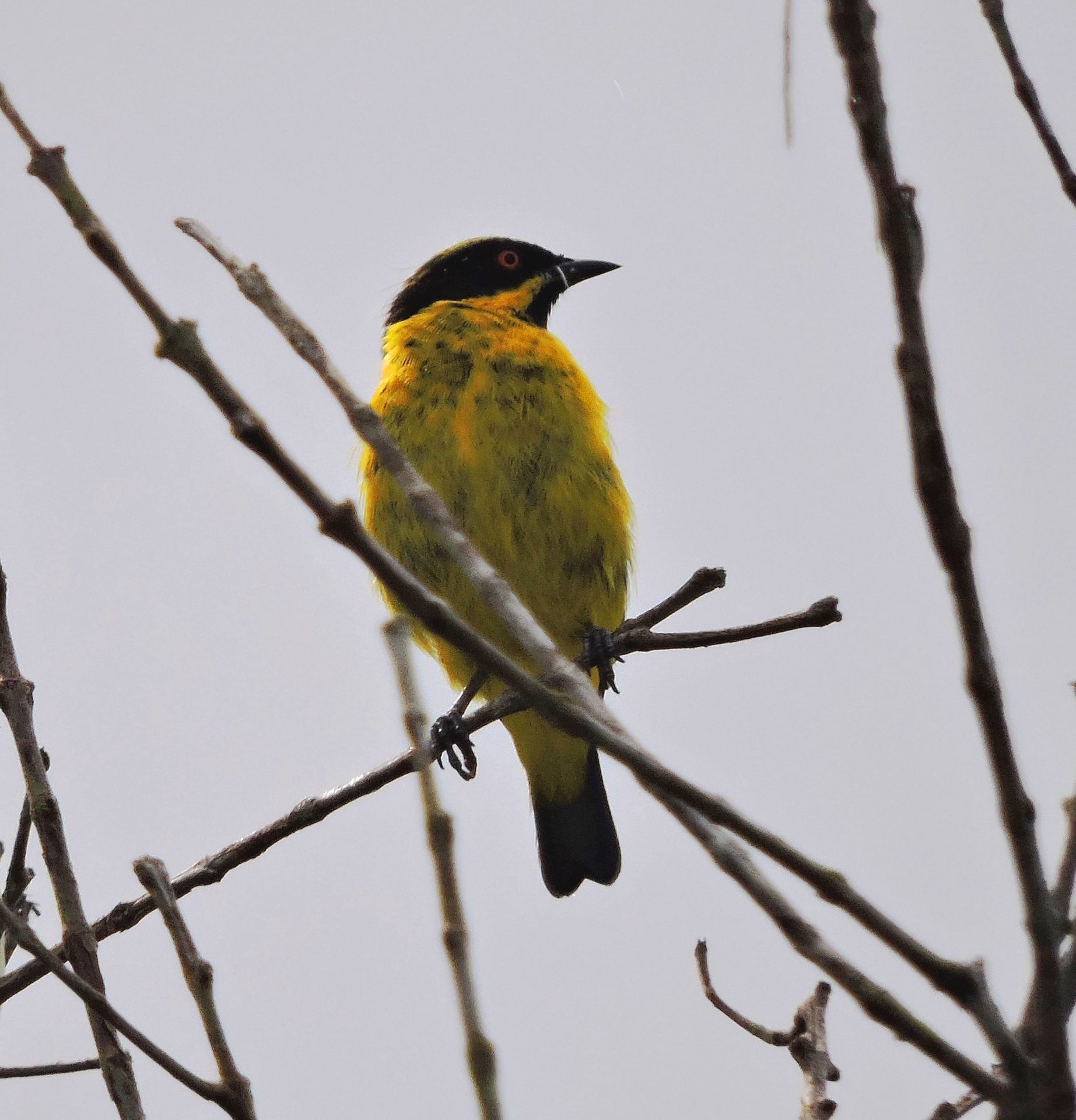 Dacnis pechiamarilla (Dacnis flaviventer)