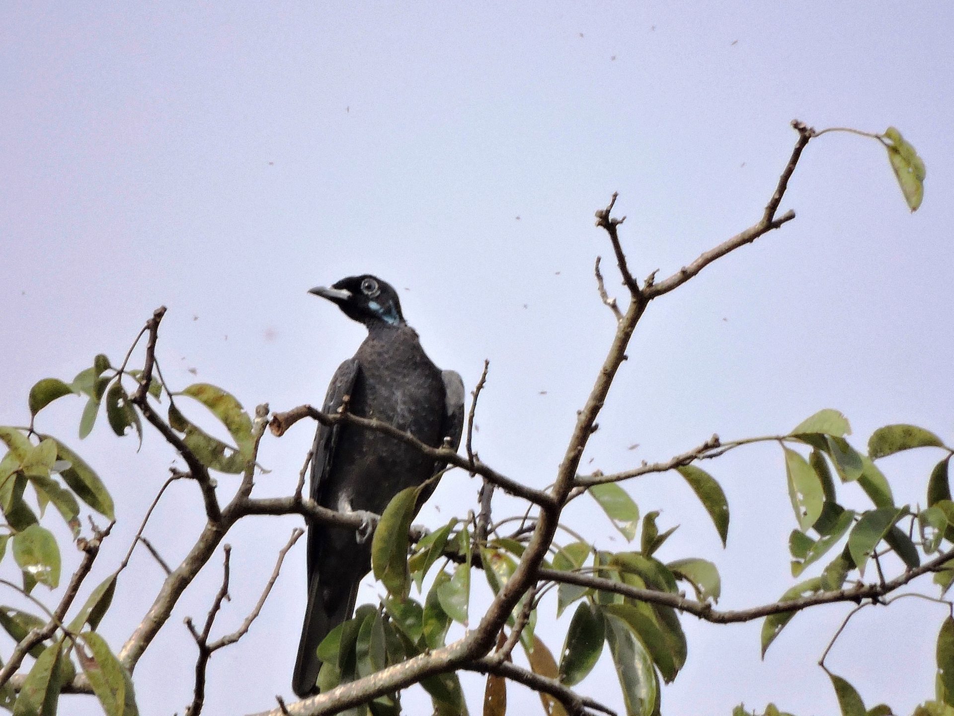 Frutero vulturino (Gymnoderus foetidus) Hembra