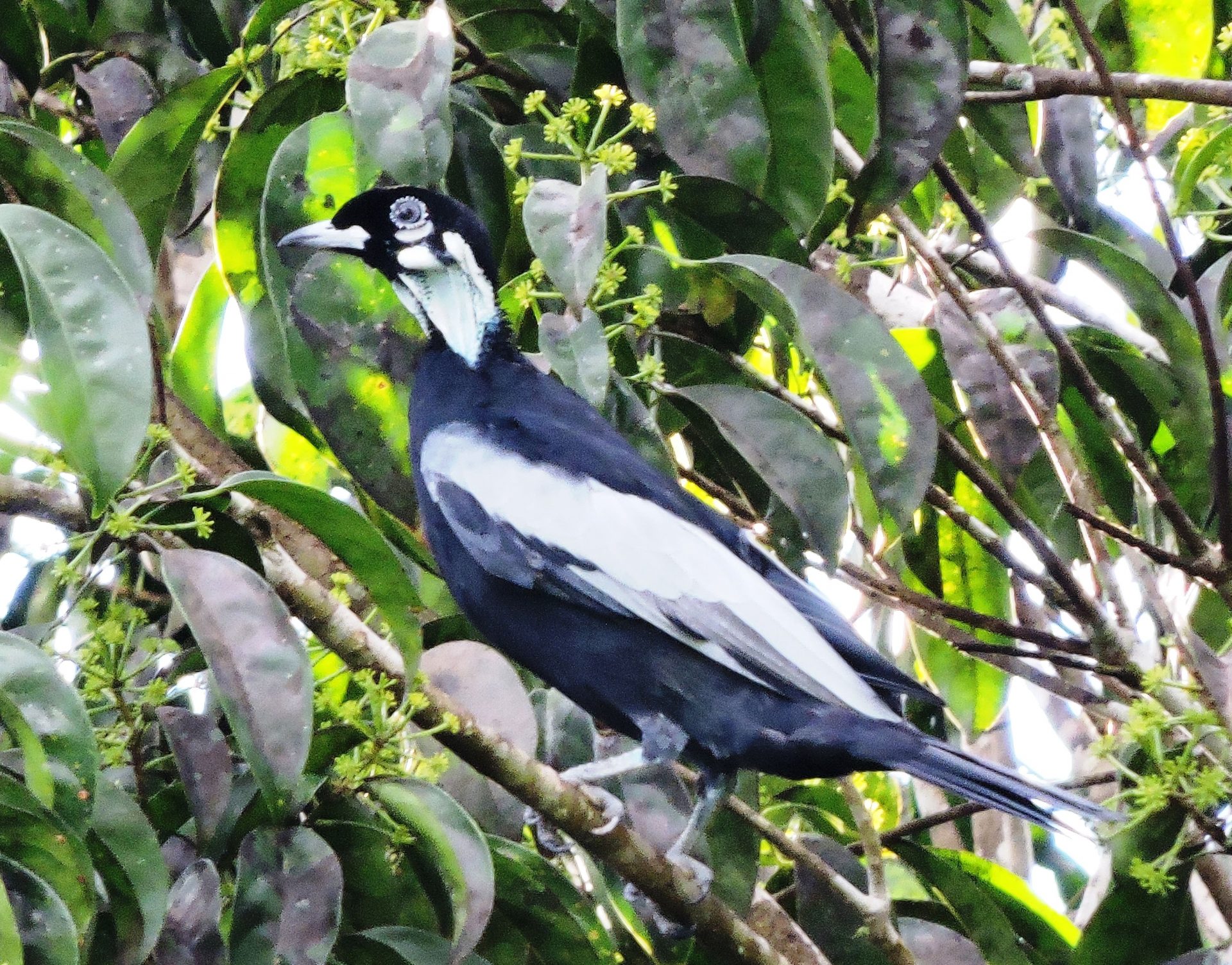 Frutero vulturino (Gymnoderus foetidus) Macho (2)