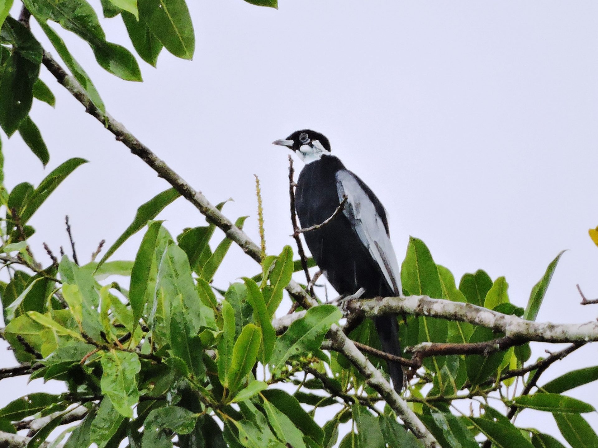 Frutero vulturino (Gymnoderus foetidus) Macho