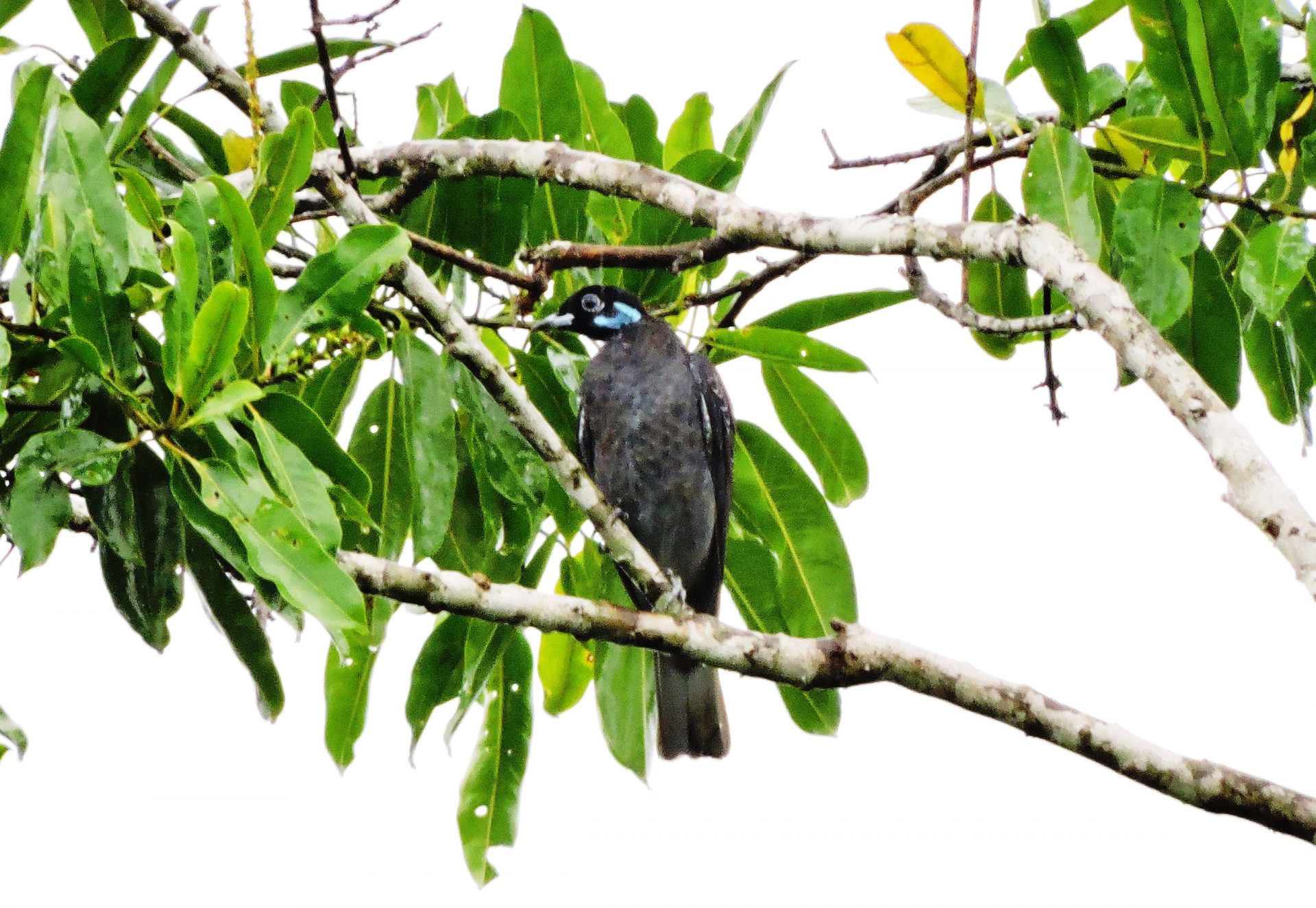 Frutero vulturino (Gymnoderus foetidus) hembrita (2)