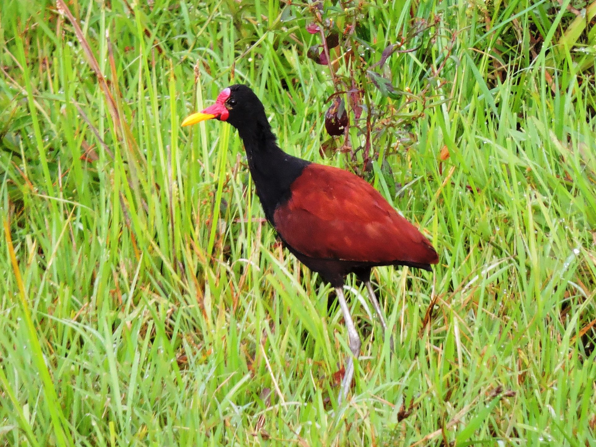 Gallito de cienaga (Jacana jacana)