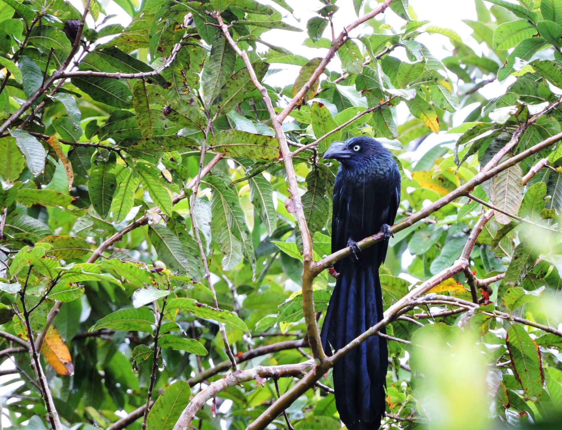 Garrapatero grande (Crotophaga major)