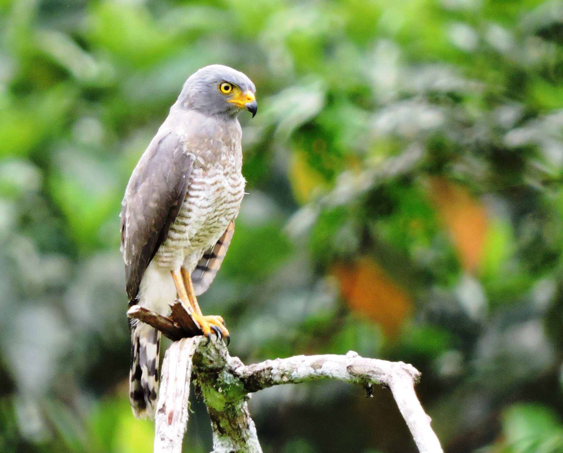 Gavilan( Rupornis magnirostris) El Escondite Exploremos Putumayo
