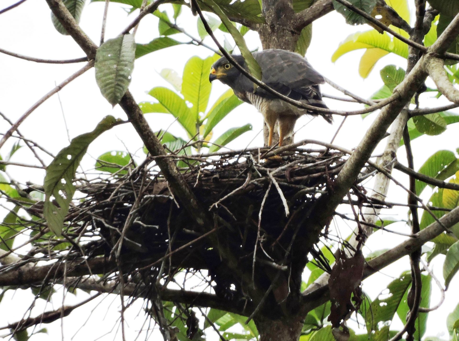 Gavilan pollero en su nido (Rupornis magnirostris)