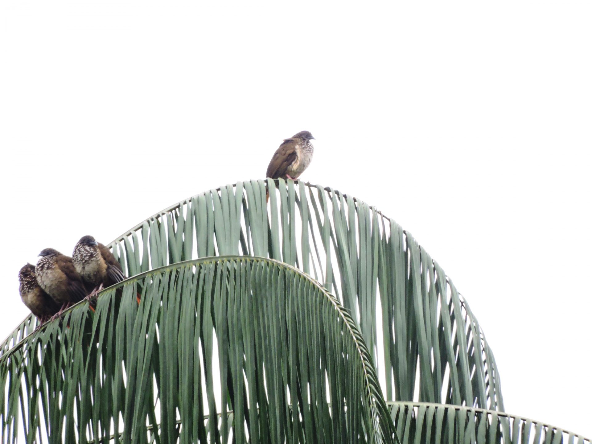 Guacharaca (Ortalis guttata)