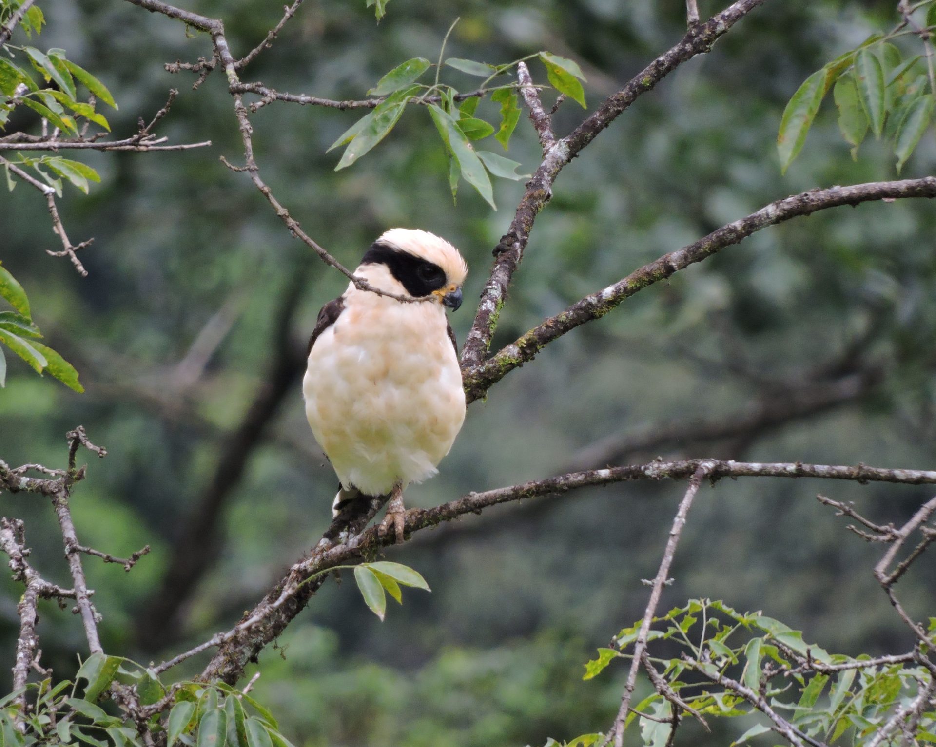 Halcon reidor ( Herpetotheres cachinnans)
