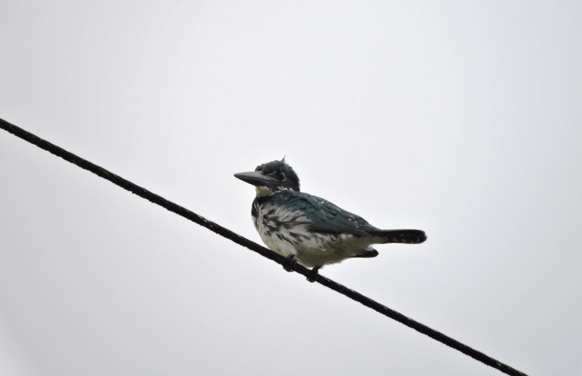 Martin pescador matraquero (Chloroceryle amazona)