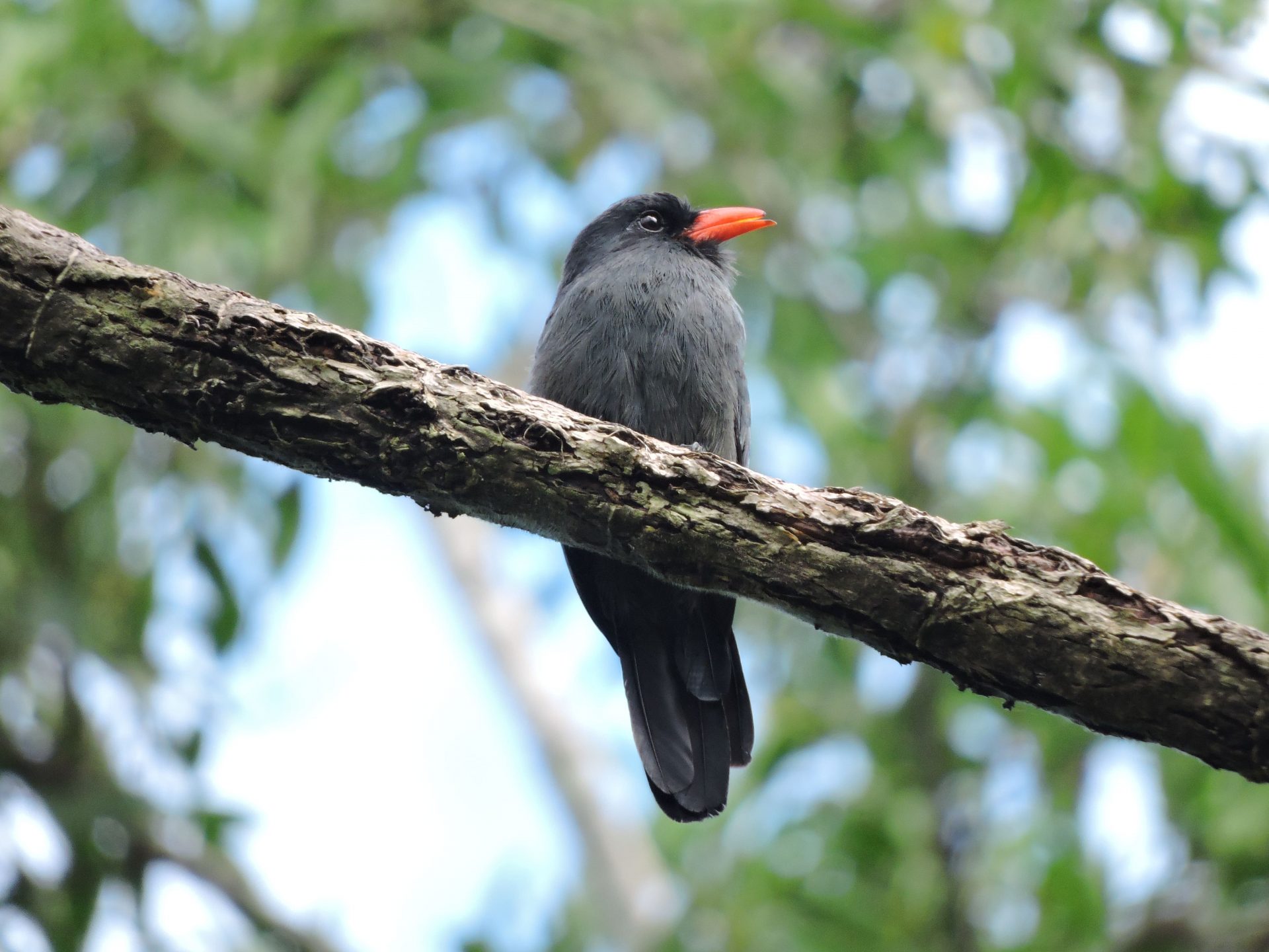 Monjita piquirroja (Monasa nigrifrons)