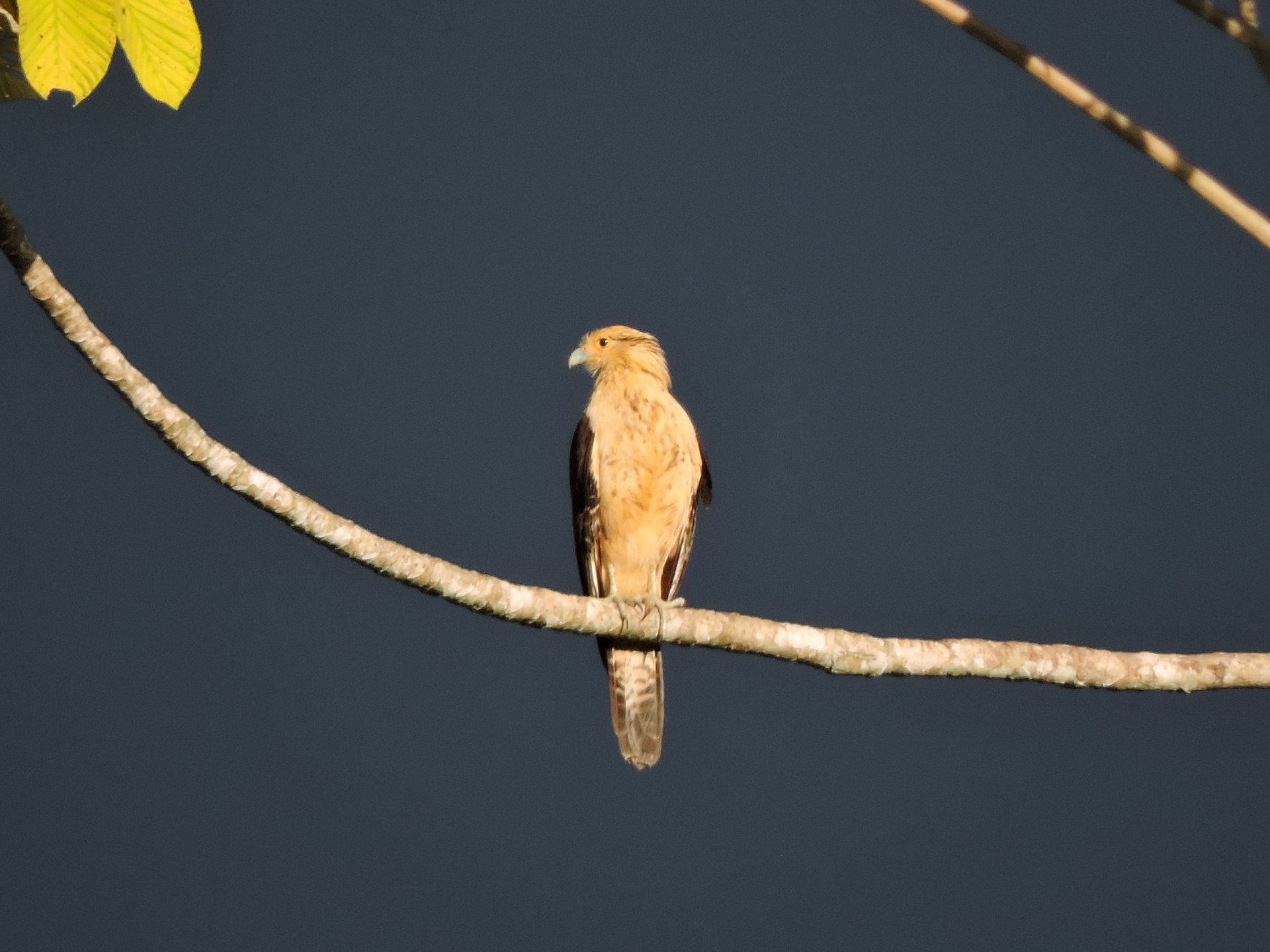 Pigua (Milvago chimachima)