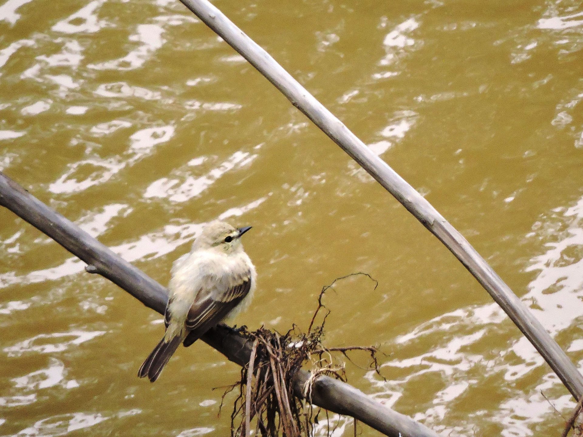 Pitajo ribereño (Ochthornis littoralis)