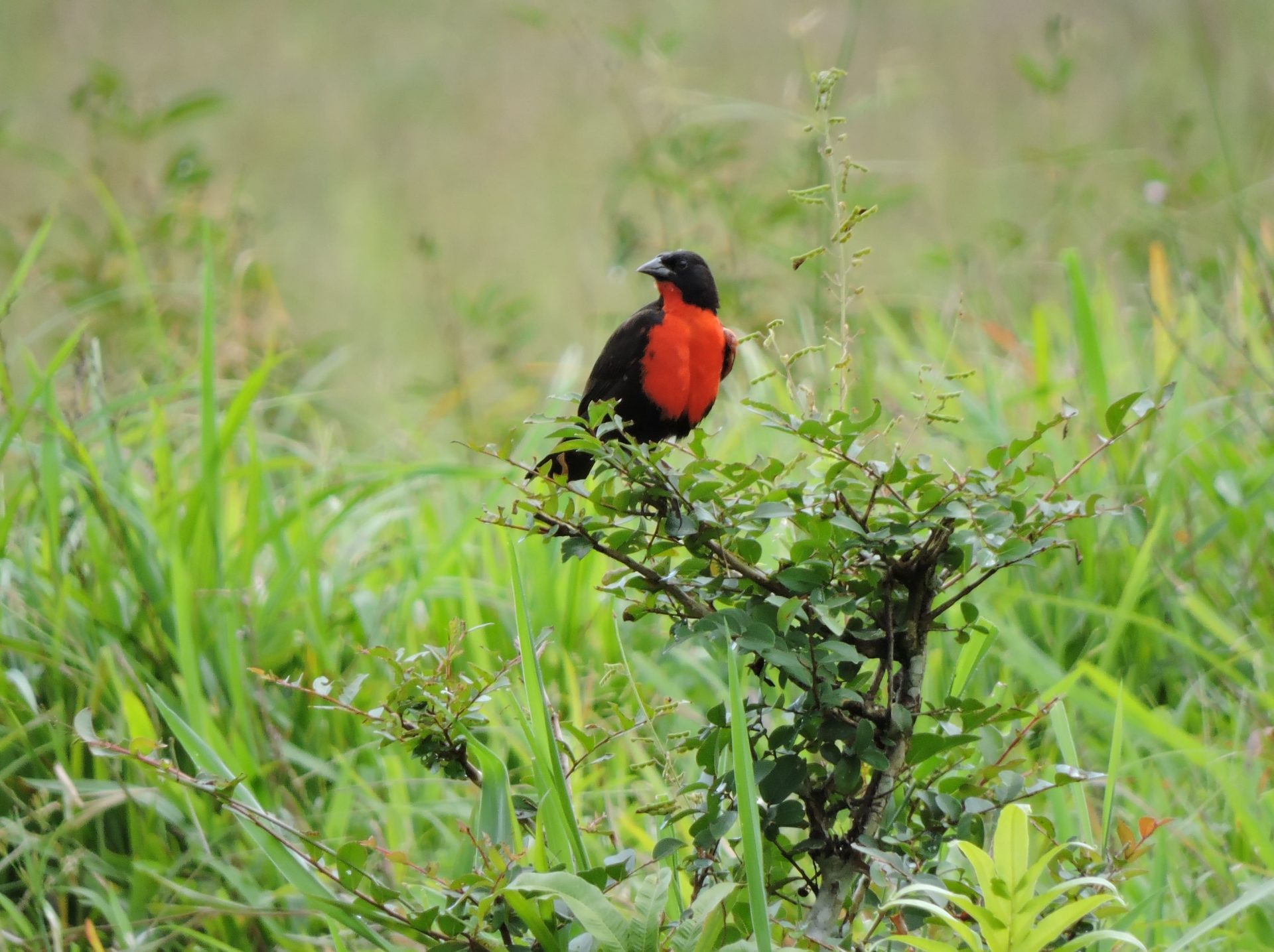 Soldadito (Sturnella militaris)