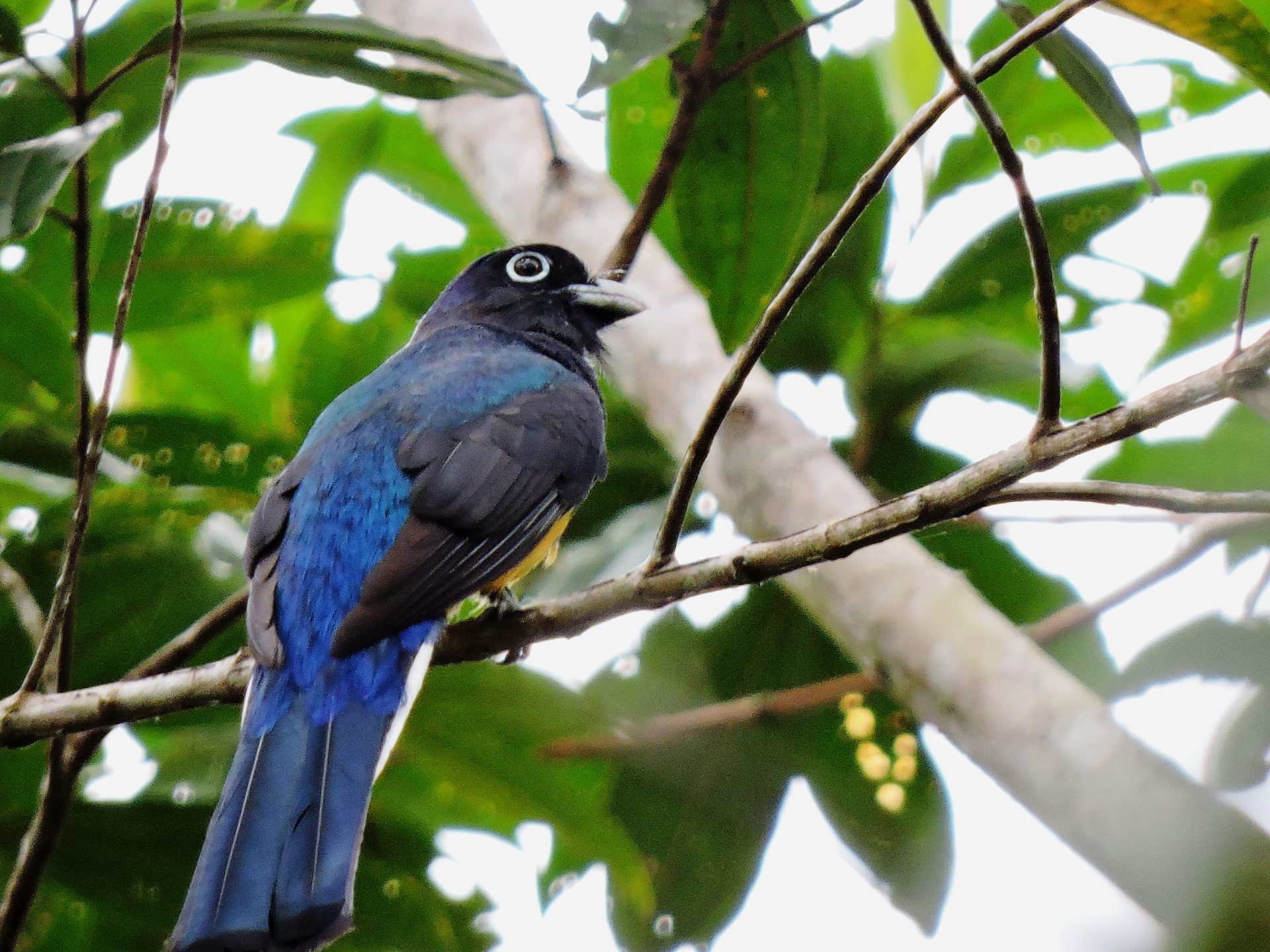 Trogon oriental (Trogon viridis)