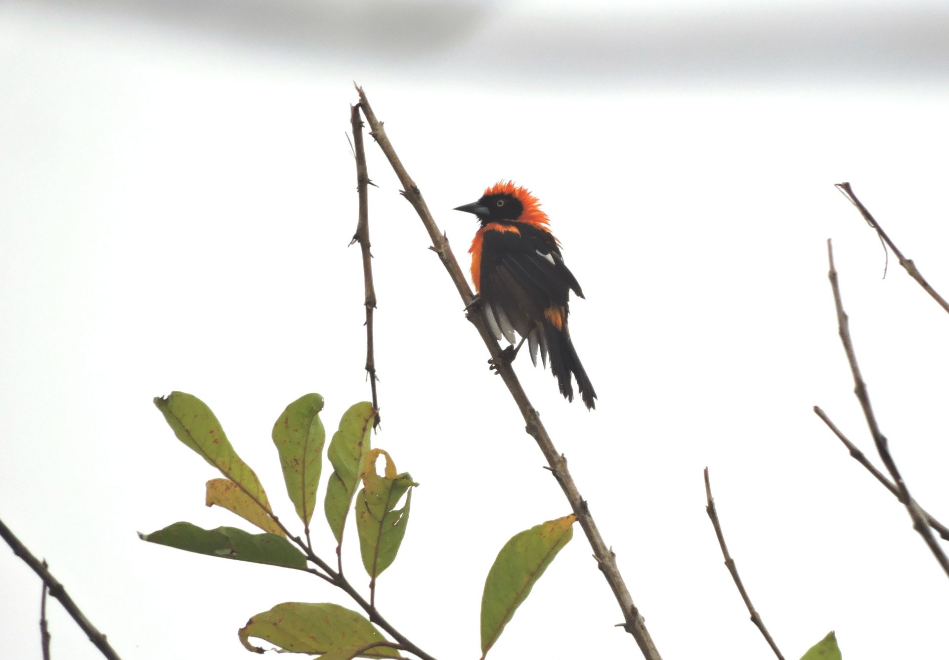 Turpial matico (Icterus croconotus)